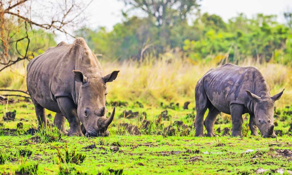 Visit Ziwa Rhino Sanctuary In Uganda