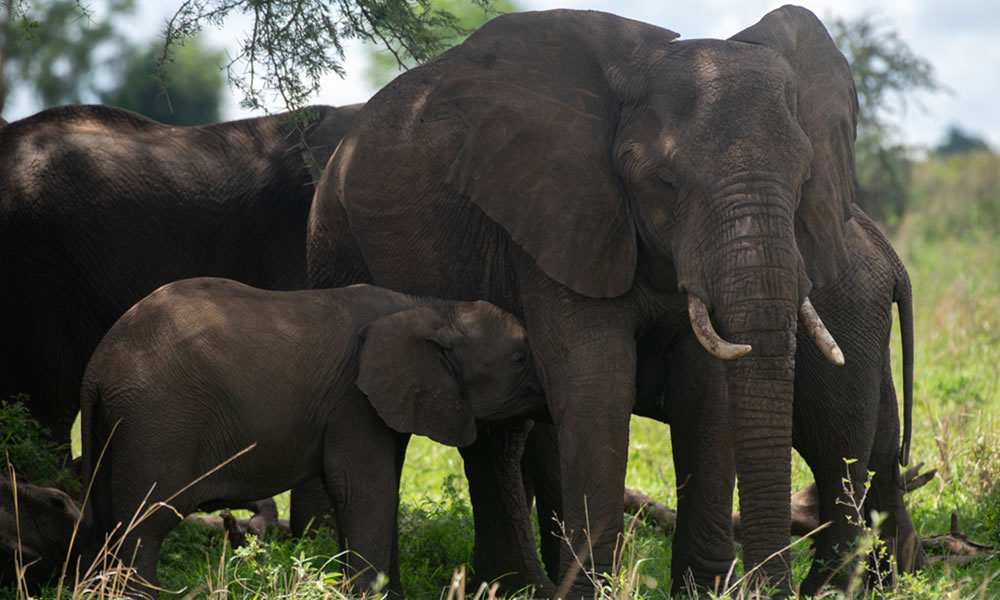 Wildlife In Akagera National Park