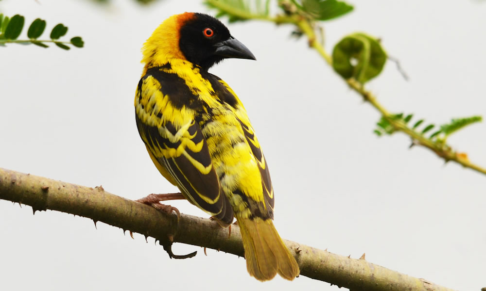 Best Birding Destinations In Rwanda