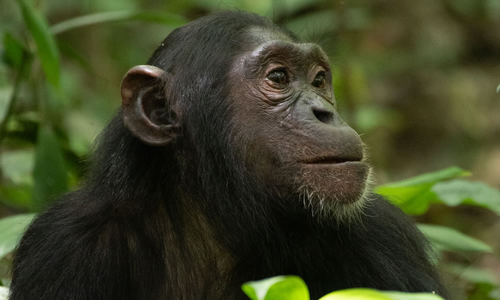 The Best Time To Go Chimpanzee Tracking In Nyungwe Forest