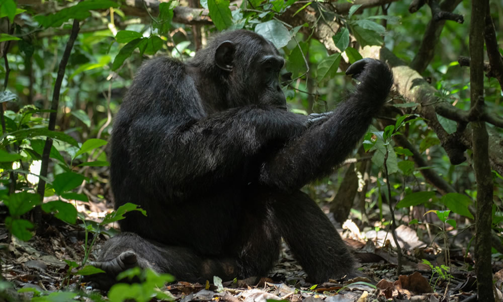 Chimpanzee Habituation In Kibale Forest National Park