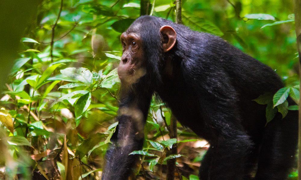 Chimpanzee Tracking In Kyambura Gorge