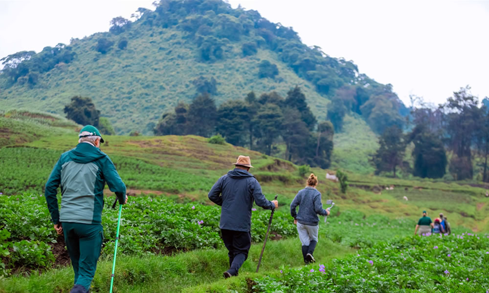 Mountain Hiking Safaris In Rwanda