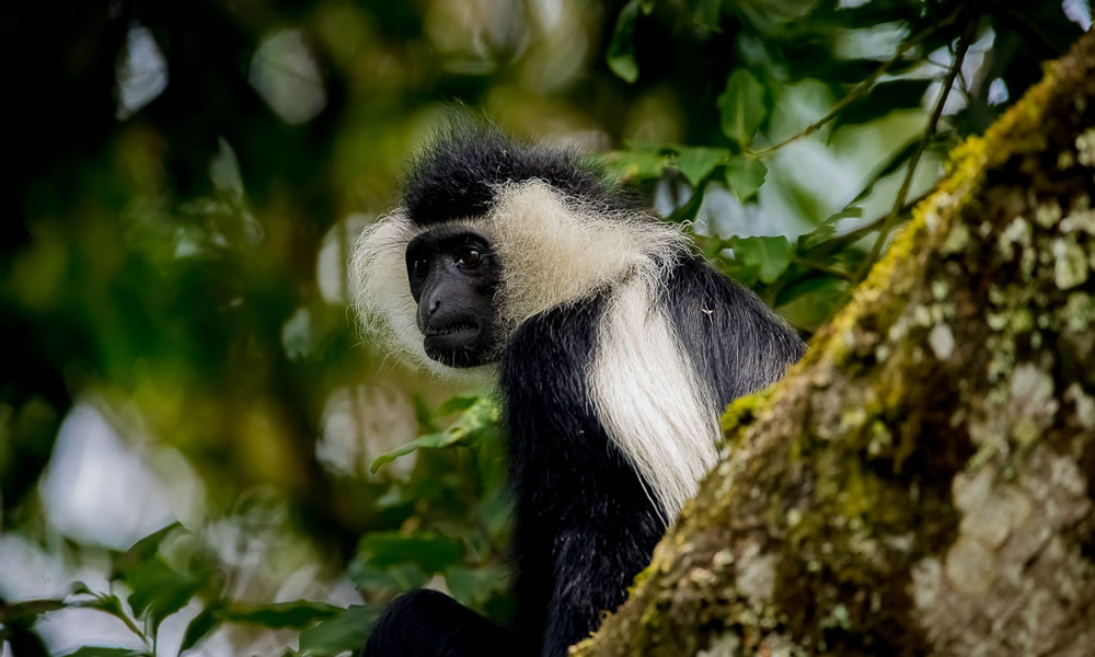 Colobus Monkey Tracking In Nyungwe Forest