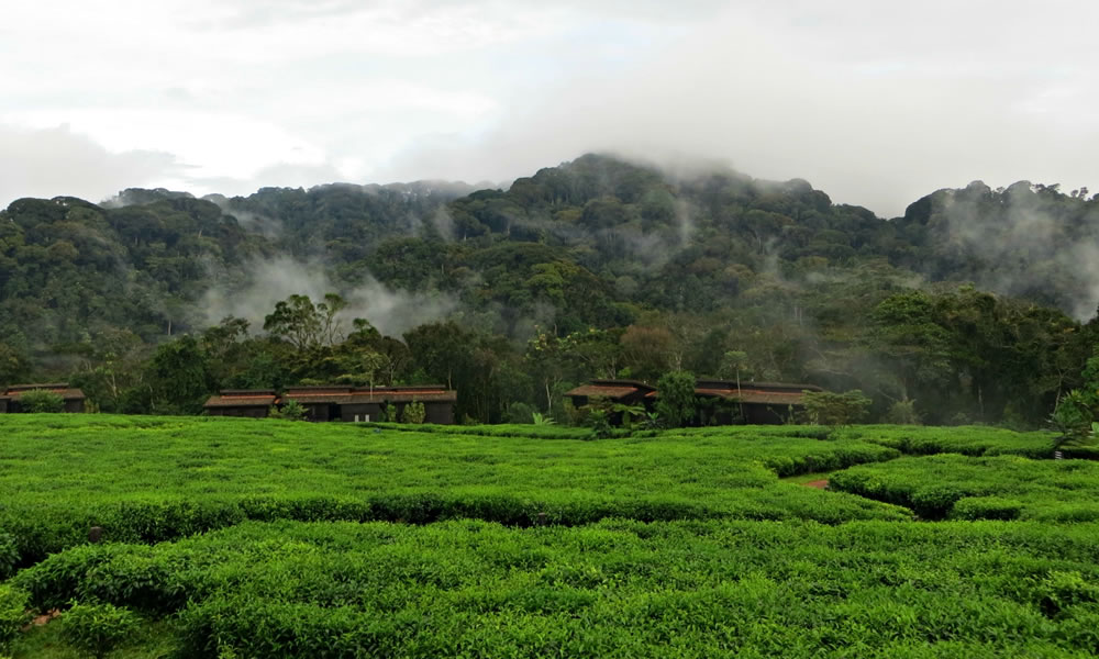 Gisakura Tea Plantation In Rwanda