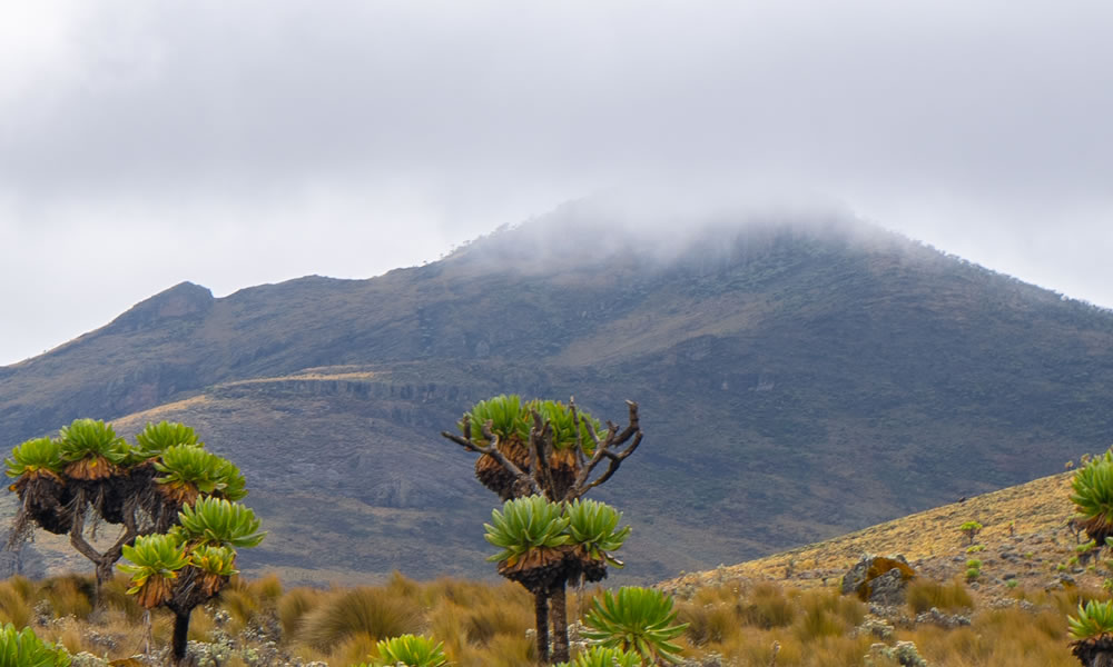 Mount Karisimbi Hiking Experience In Rwanda