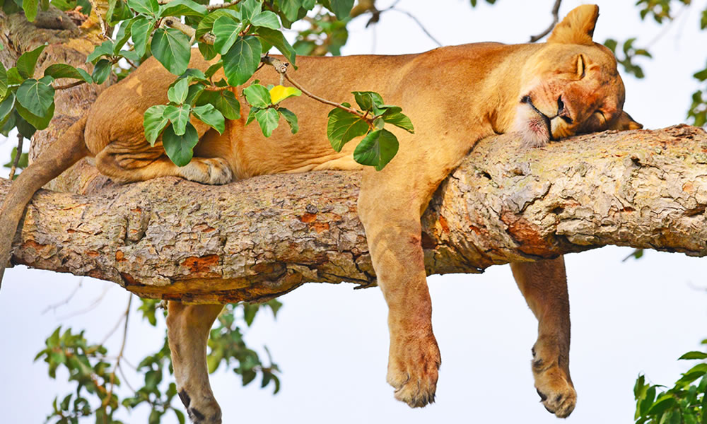 Ishasha Tree-Climbing Lions